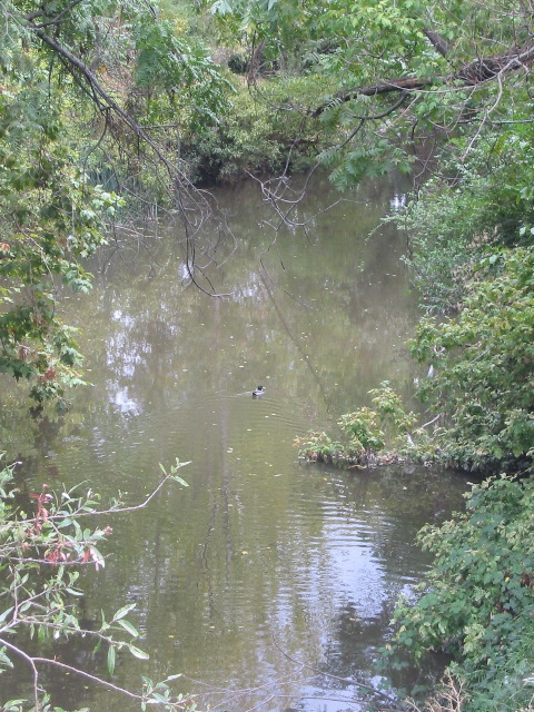 Guadalupe River