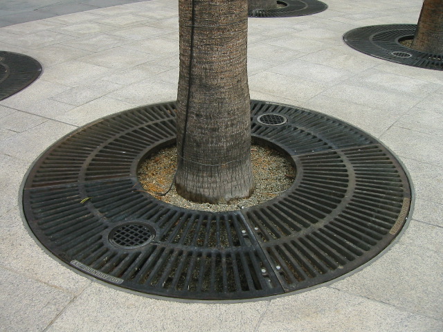 Circle of Palm trunk
